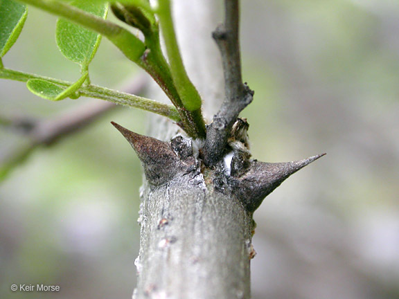 Image of black locust