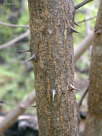 Image of black locust