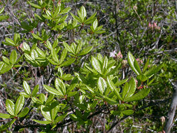 Image of western azalea