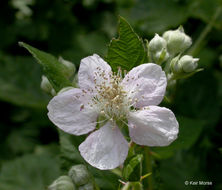 Image of Himalayan blackberry