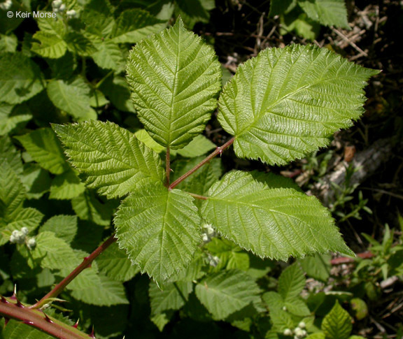 Image of Himalayan blackberry