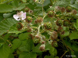 Image of Himalayan blackberry