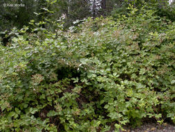 Image of Himalayan blackberry