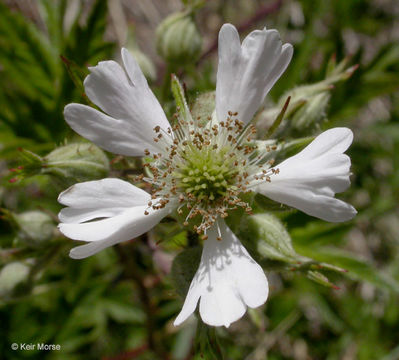 Image of cut-leaved bramble