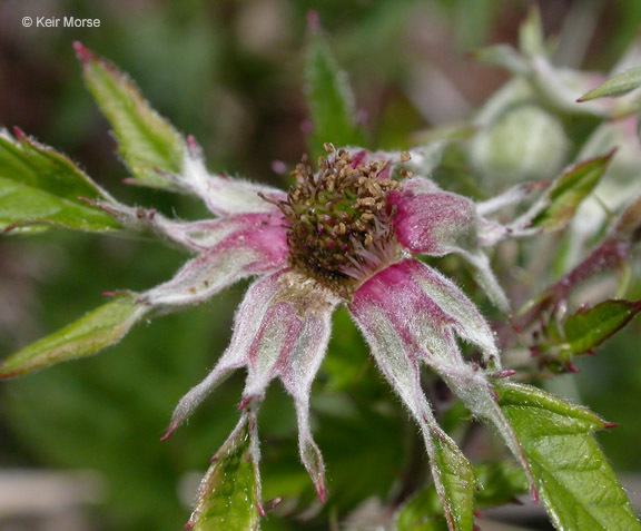 Image of cut-leaved bramble