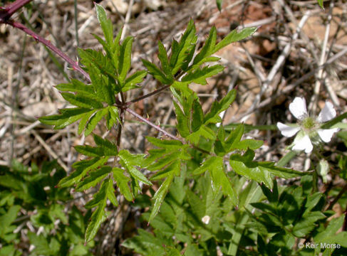 Image of cut-leaved bramble