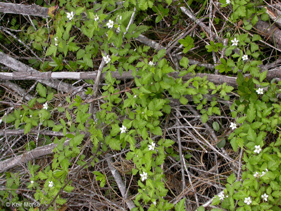 Image de Rubus ursinus Cham. & Schltdl.