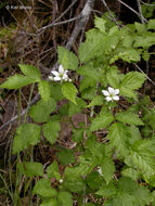 Image de Rubus ursinus Cham. & Schltdl.