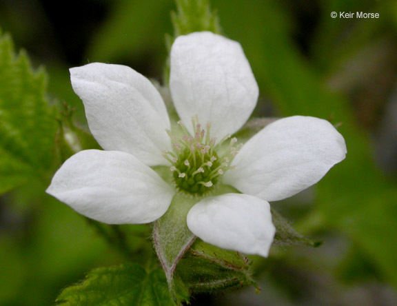 Image de Rubus ursinus Cham. & Schltdl.