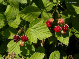 Image de Rubus ursinus Cham. & Schltdl.