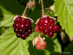 Image de Rubus ursinus Cham. & Schltdl.