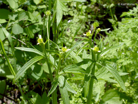 Ranunculus parviflorus L. resmi