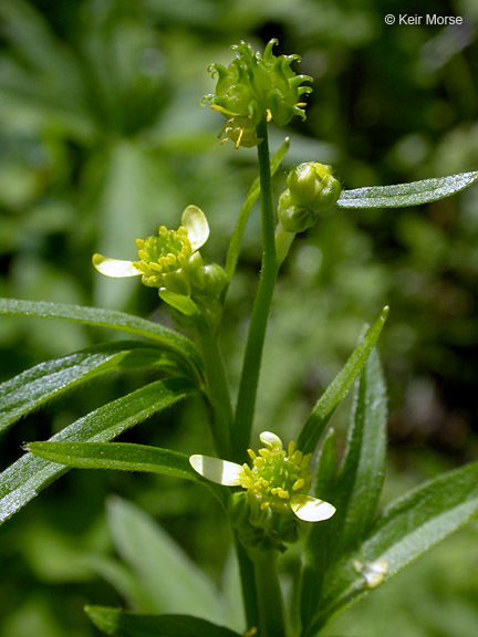 Image of smallflower buttercup