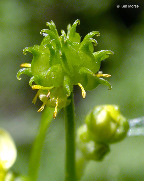 Image de Ranunculus parviflorus L.