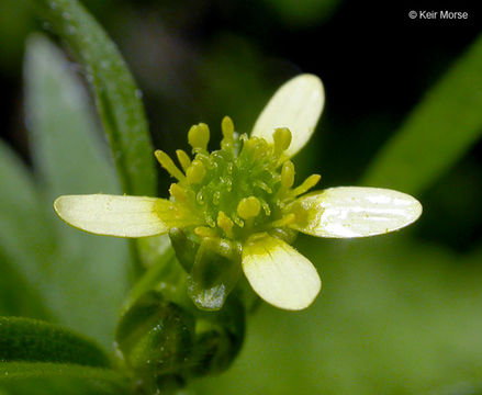 Image of smallflower buttercup