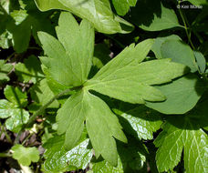 Image of smallflower buttercup