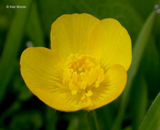 Image of creeping buttercup