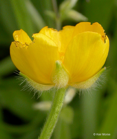 Image of creeping buttercup