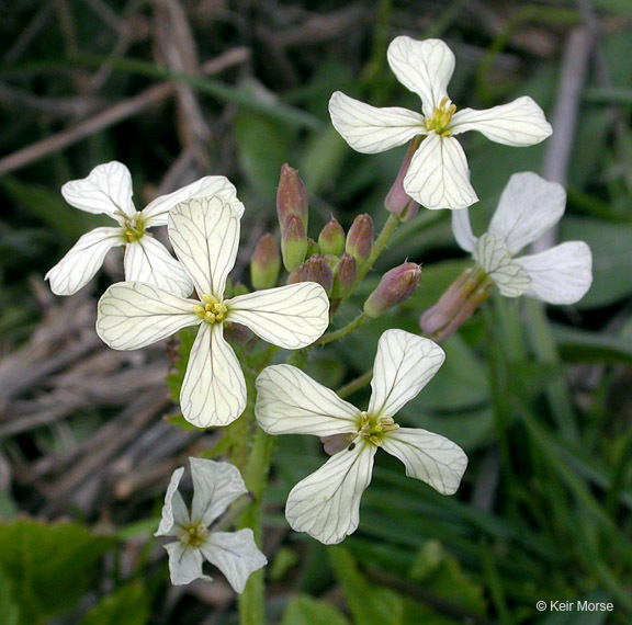 Image of wild radish