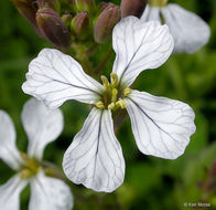 Image of wild radish