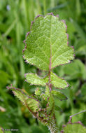 Image of wild radish