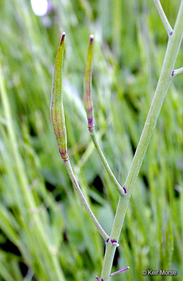 Image of wild radish