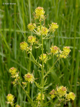 Image of curvepod yellowcress