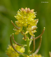 Image of curvepod yellowcress