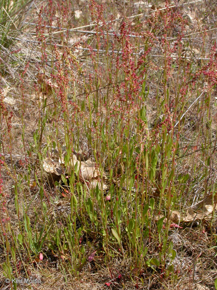 Rumex angiocarpus Murb.的圖片