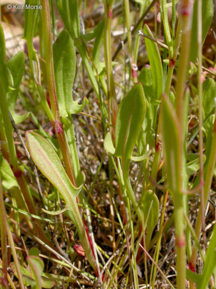 Rumex angiocarpus Murb.的圖片