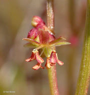 Rumex angiocarpus Murb.的圖片