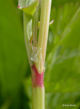 Rumex angiocarpus Murb.的圖片