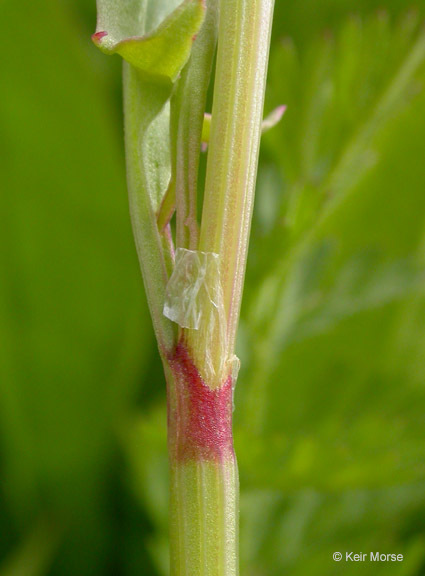 Rumex angiocarpus Murb.的圖片