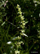 Image de patience agglomérée