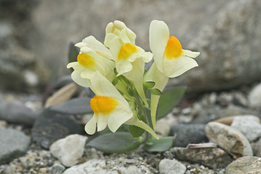 Image of Linaria japonica Miq.