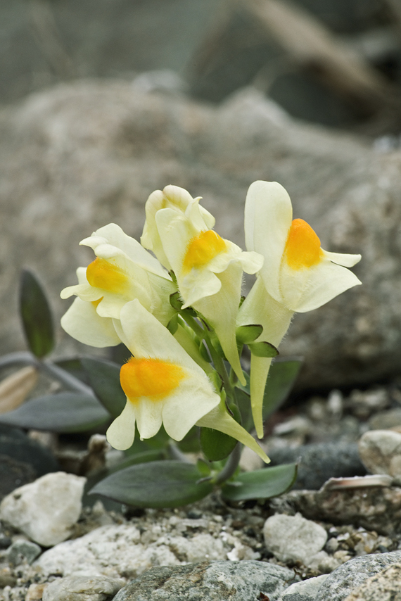 Image of Linaria japonica Miq.