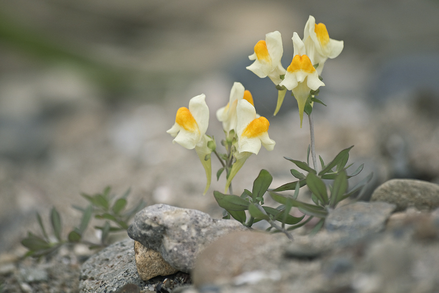 Image of Linaria japonica Miq.