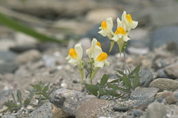 Image of Linaria japonica Miq.