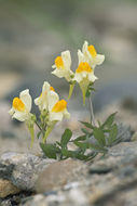 Image of Linaria japonica Miq.