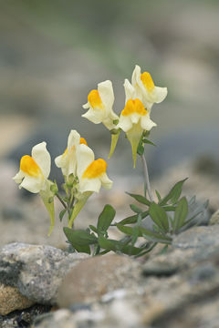 صورة Linaria japonica Miq.