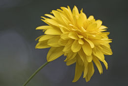 Heliopsis helianthoides (L.) Sw. resmi