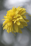 Heliopsis helianthoides (L.) Sw. resmi