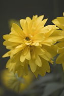 Heliopsis helianthoides (L.) Sw. resmi