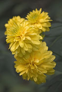 Heliopsis helianthoides (L.) Sw. resmi