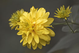 Heliopsis helianthoides (L.) Sw. resmi