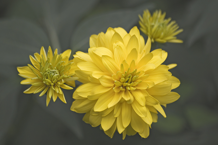 Heliopsis helianthoides (L.) Sw. resmi