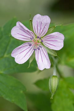 Image of Thunberg's geranium