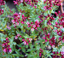 Image of Crassula sarcocaulis Eckl. & Zeyh.