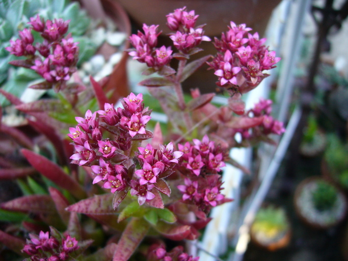 Слика од <i>Crassula schmidtii</i>