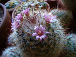 Image of Mammillaria bombycina Quehl